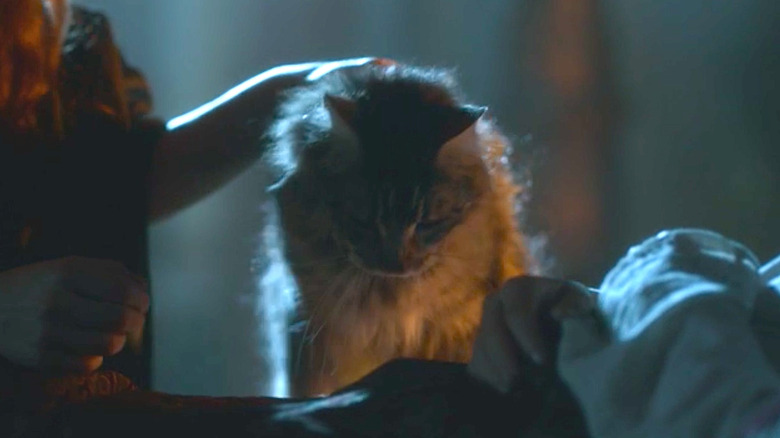 Ser Pounce being petted on 